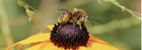 A New Bee City in Our Vicinity!